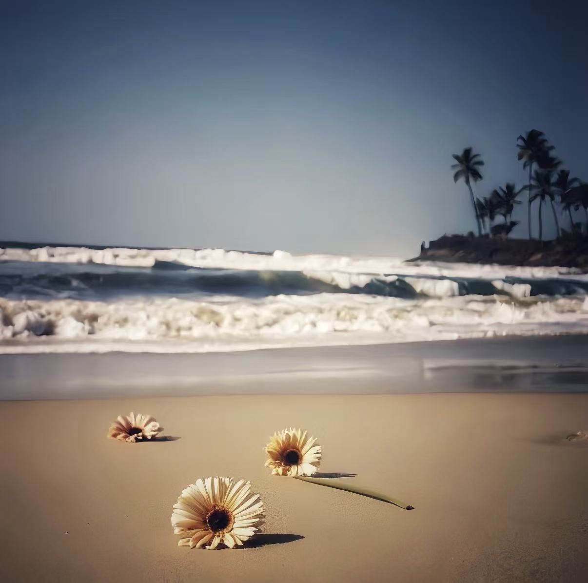 The calm sea surface, with each daisy lying on the sandy beach, enjoying the sunlight.